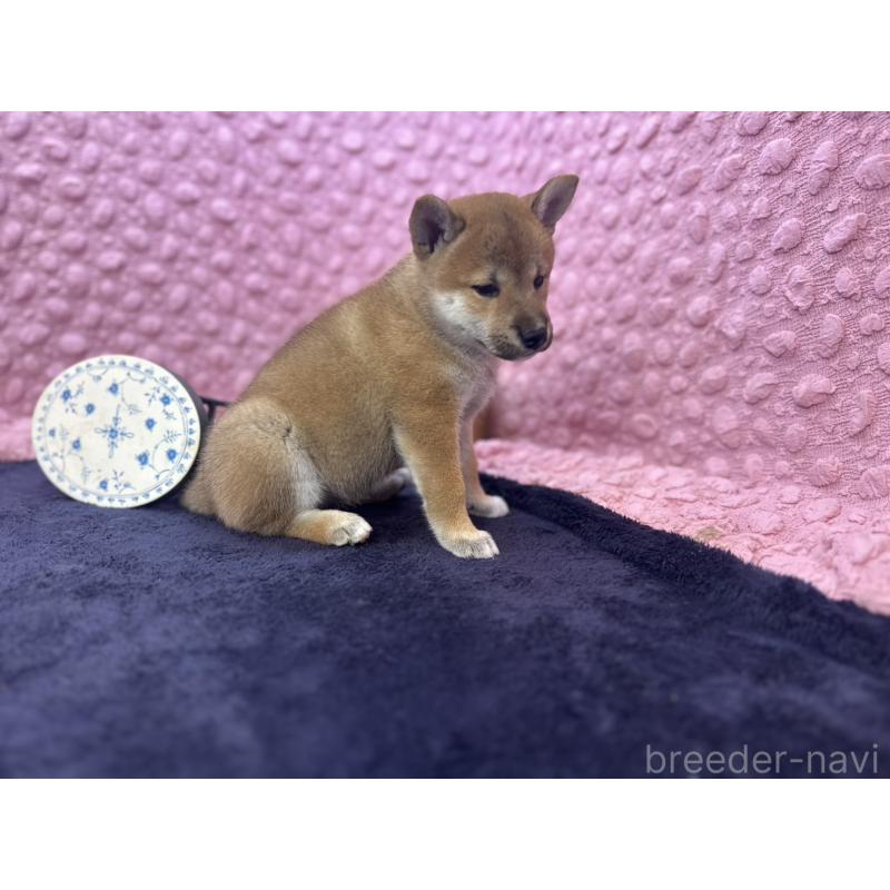 販売中の茨城県の柴犬-405629の7枚目