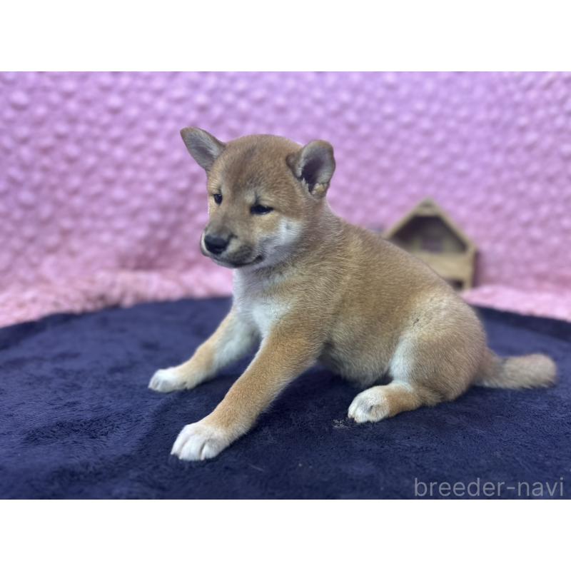 販売中の茨城県の柴犬-405629の6枚目