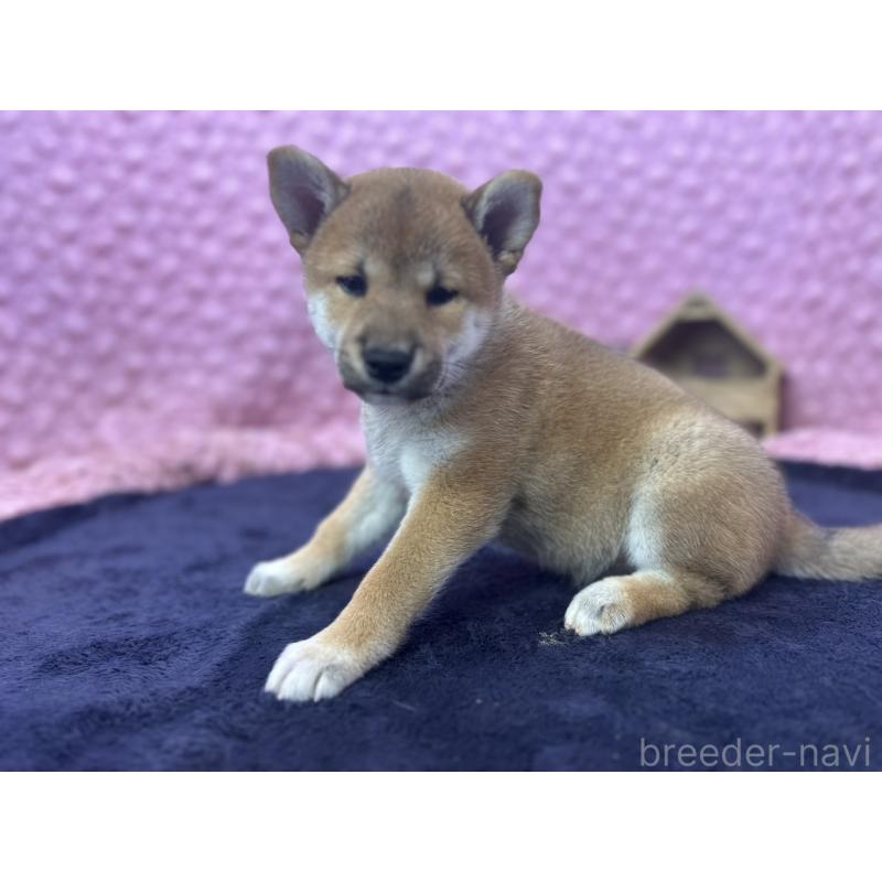 販売中の茨城県の柴犬-405629の5枚目