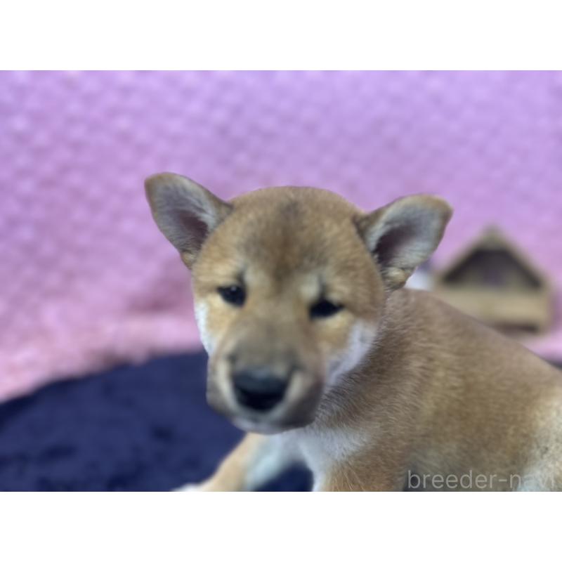 販売中の茨城県の柴犬-405629の4枚目