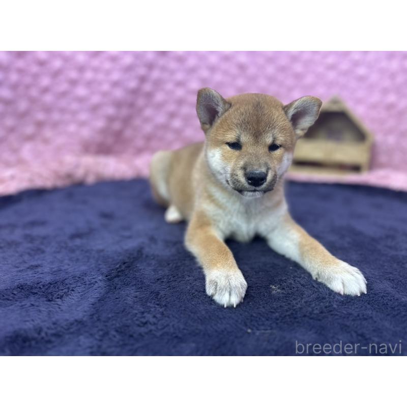 販売中の茨城県の柴犬-405629の1枚目