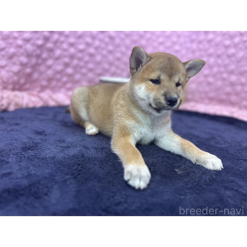 販売中の茨城県の柴犬-405629の3枚目