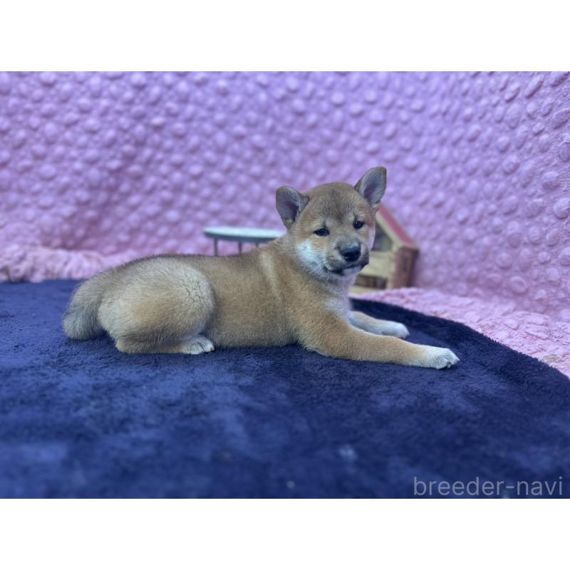 販売中の茨城県の柴犬-405629の2枚目
