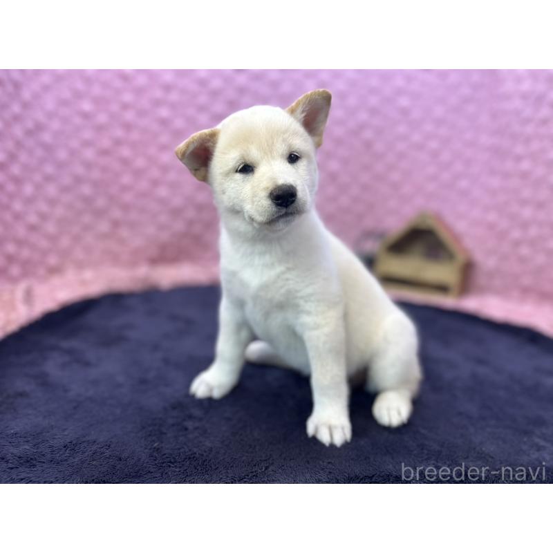 販売中の茨城県の柴犬-399158