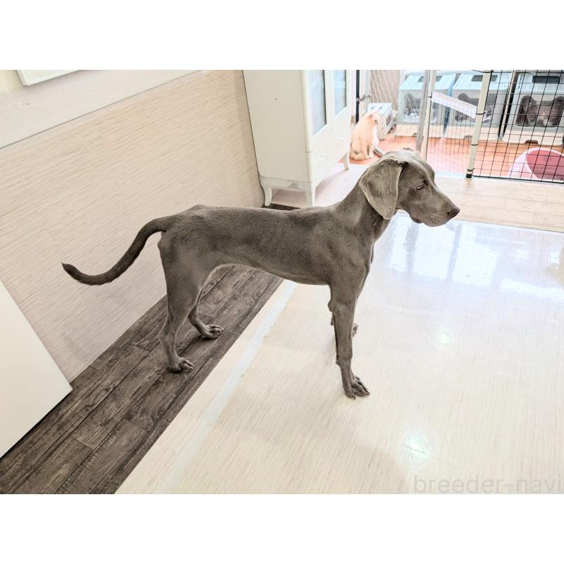 販売中の岡山県のワイマラナー-405707の4枚目