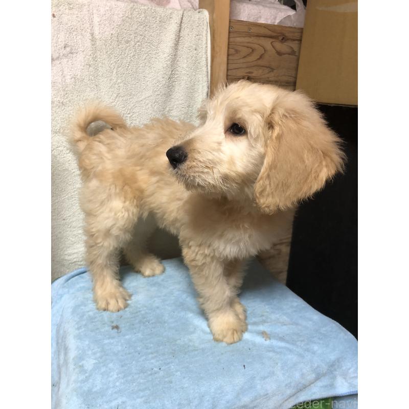 成約済の兵庫県のゴールデンドゥードル:ゴールデンレトリーバー×プードル-399116の3枚目