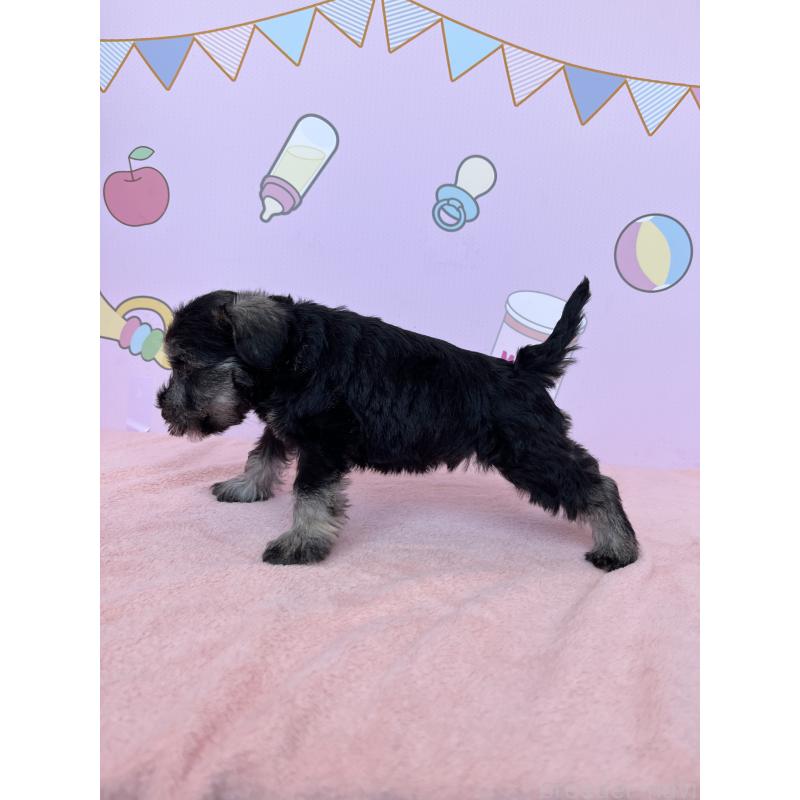 成約済の東京都のミニチュアシュナウザー-402332の3枚目