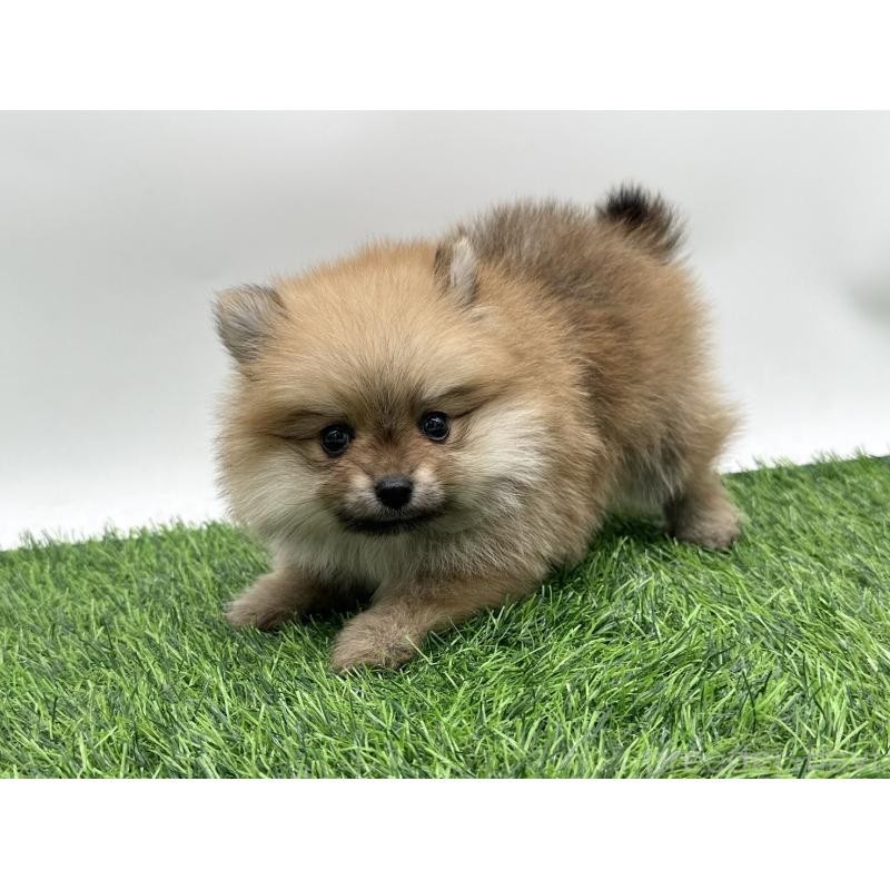 成約済の愛知県のポメラニアン-403122の9枚目