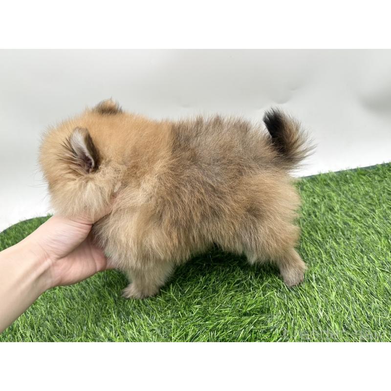 成約済の愛知県のポメラニアン-403122の8枚目