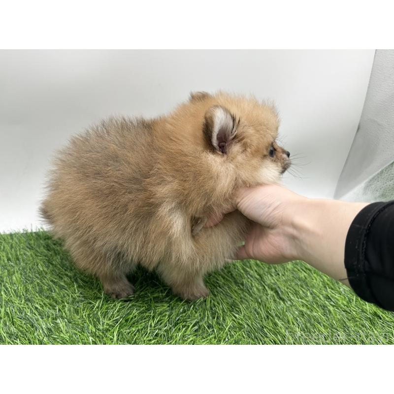 成約済の愛知県のポメラニアン-403122の7枚目