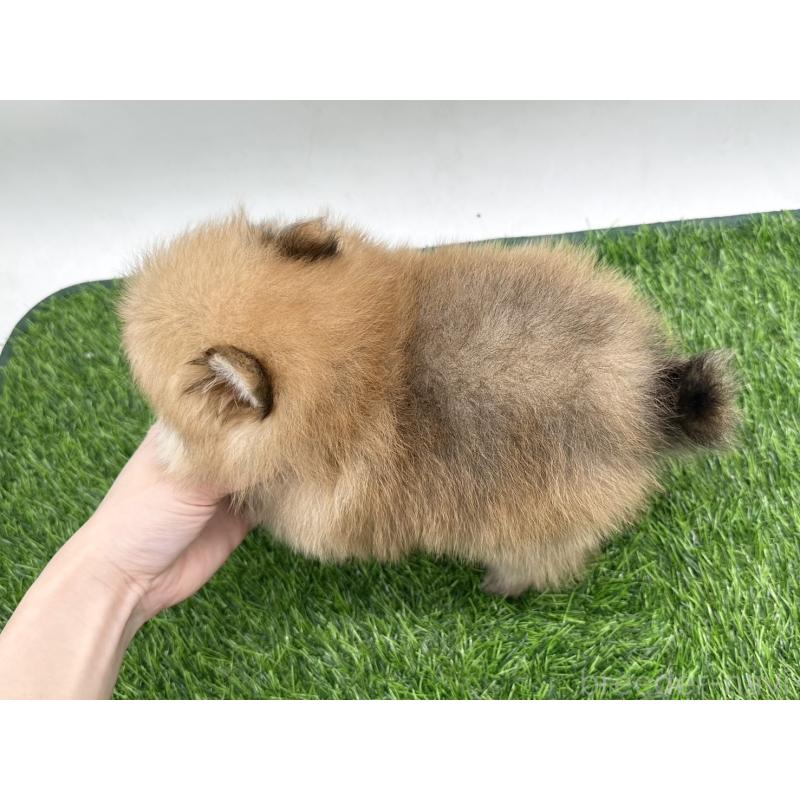 成約済の愛知県のポメラニアン-403122の6枚目