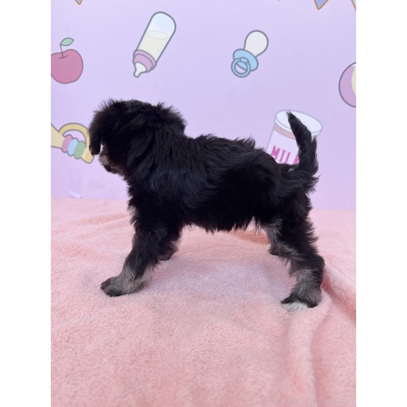 成約済の東京都のミックス犬-403619の3枚目