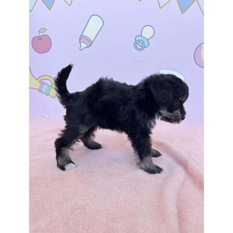 成約済の東京都のミックス犬-403619の2枚目