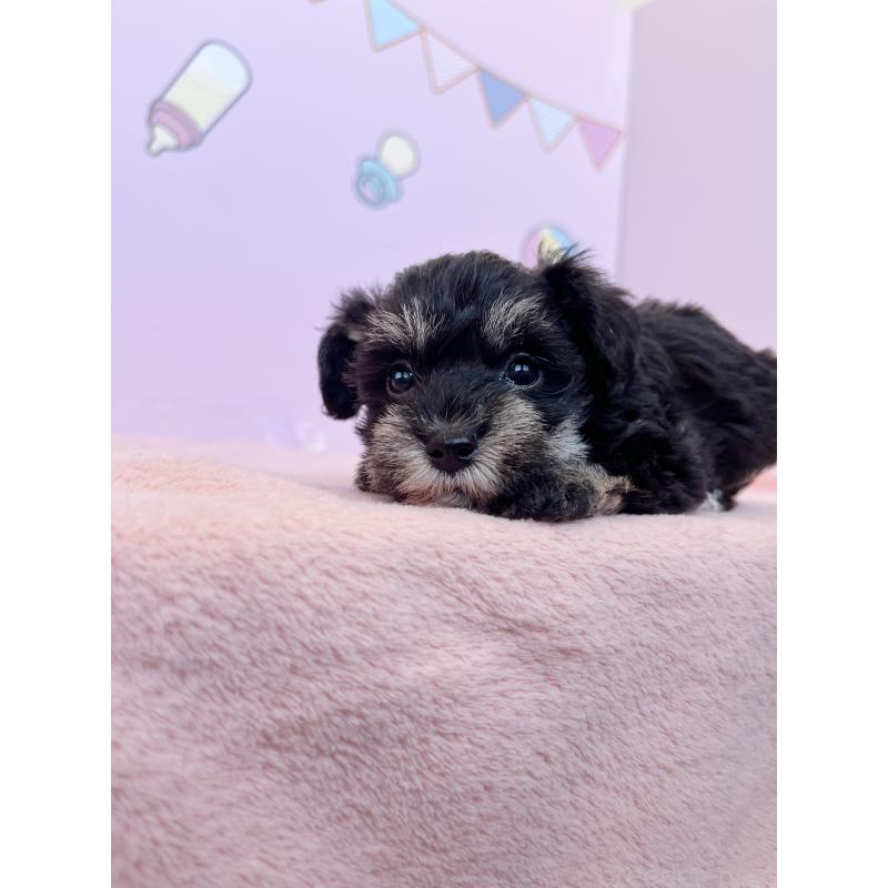 成約済の東京都のミックス犬-403774の7枚目