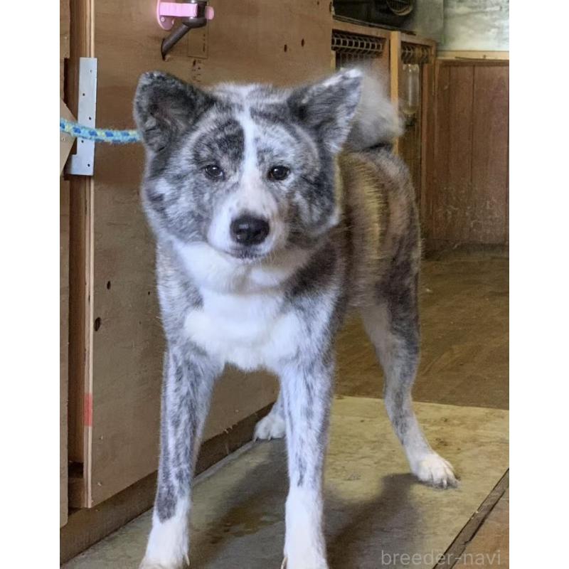 販売中の愛知県の秋田犬-405687