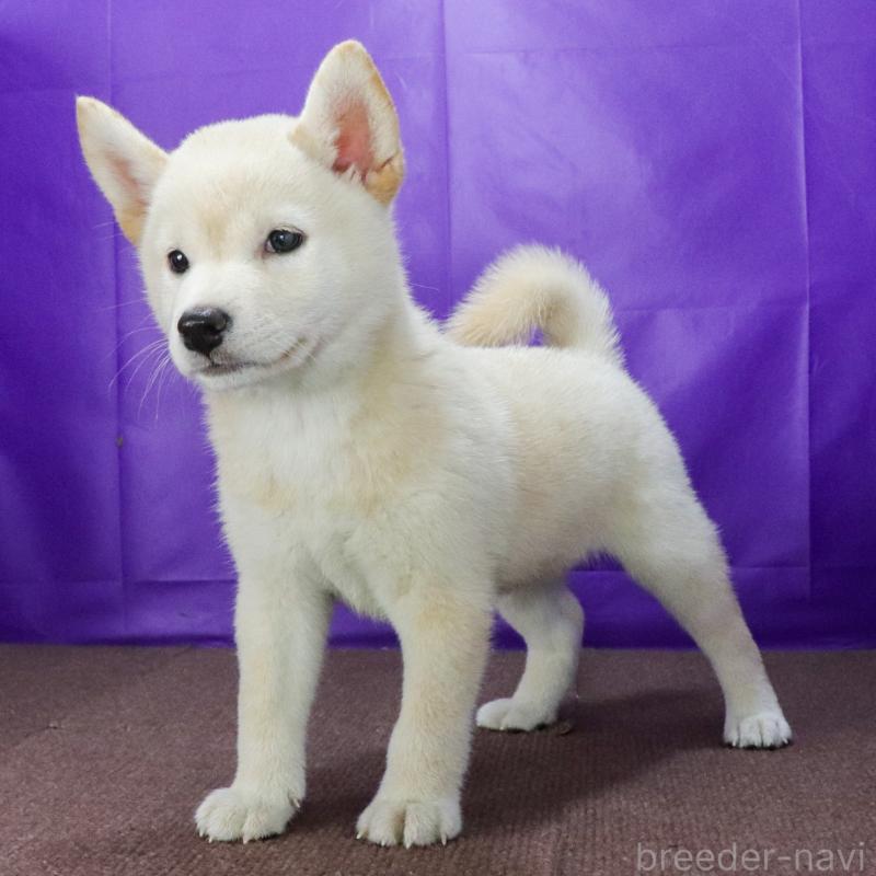 販売中の愛知県の柴犬-405691の3枚目