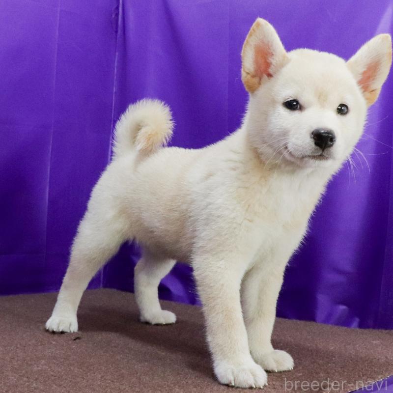 販売中の愛知県の柴犬-405691の2枚目