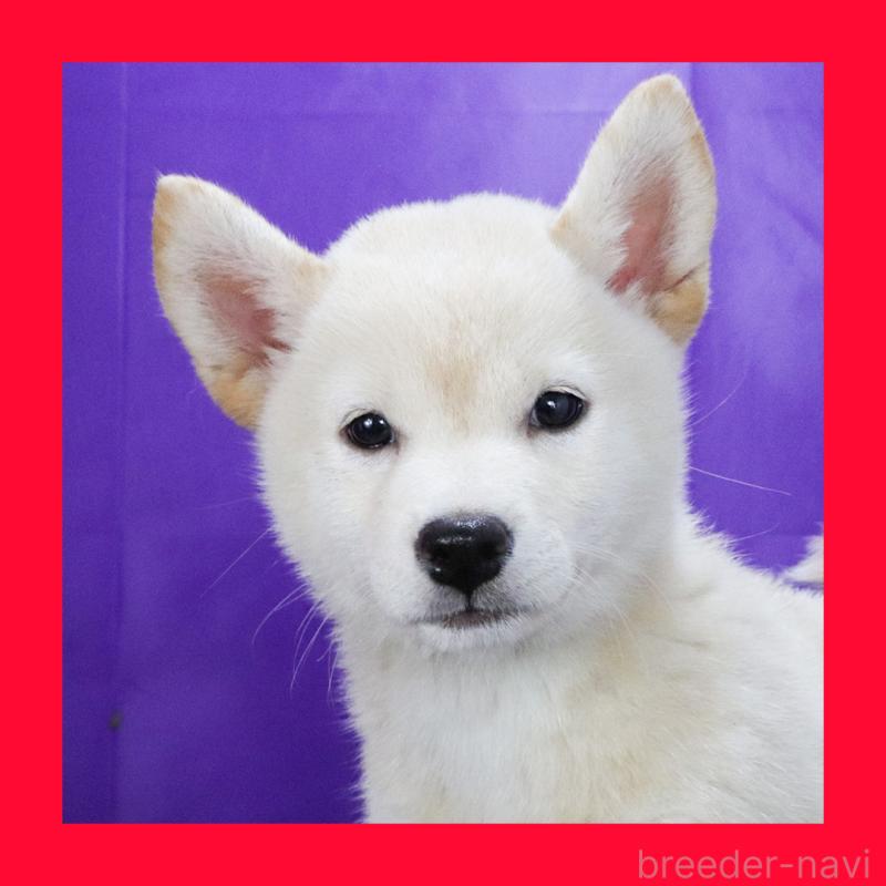 販売中の愛知県の柴犬-405691