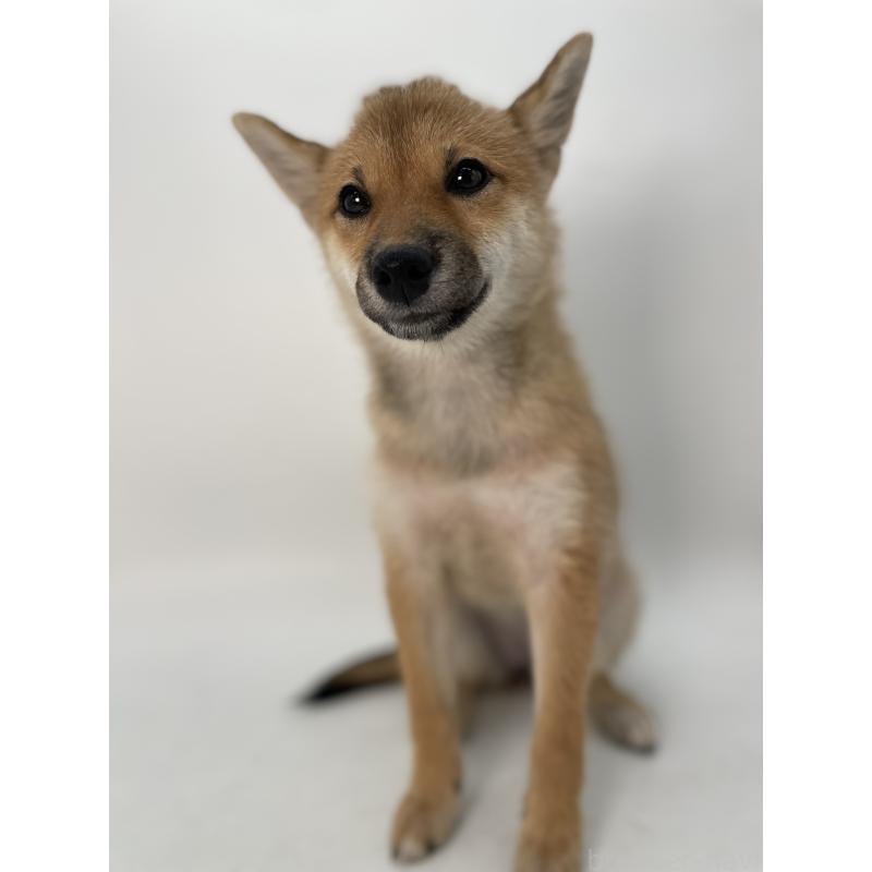 商談中の千葉県の柴犬-391790の13枚目