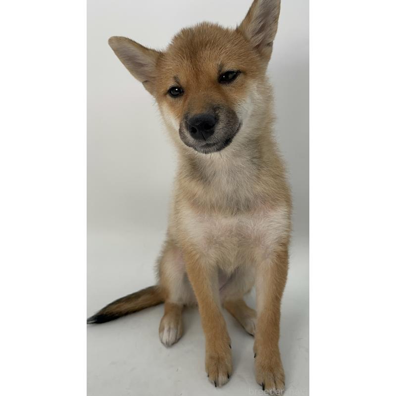 商談中の千葉県の柴犬-391790の10枚目