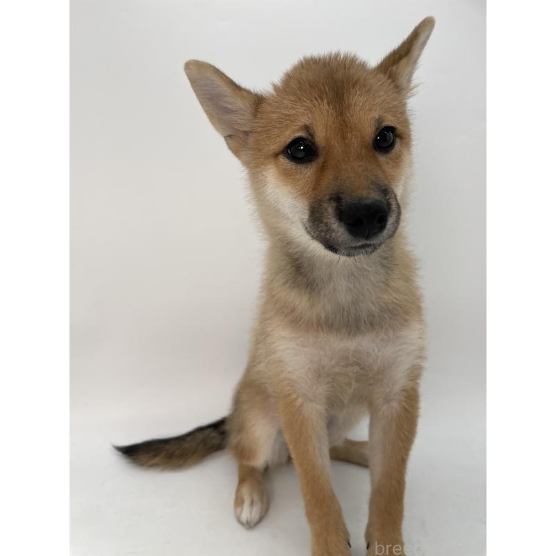 商談中の千葉県の柴犬-391790の7枚目