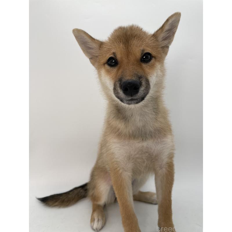 商談中の千葉県の柴犬-391790の6枚目