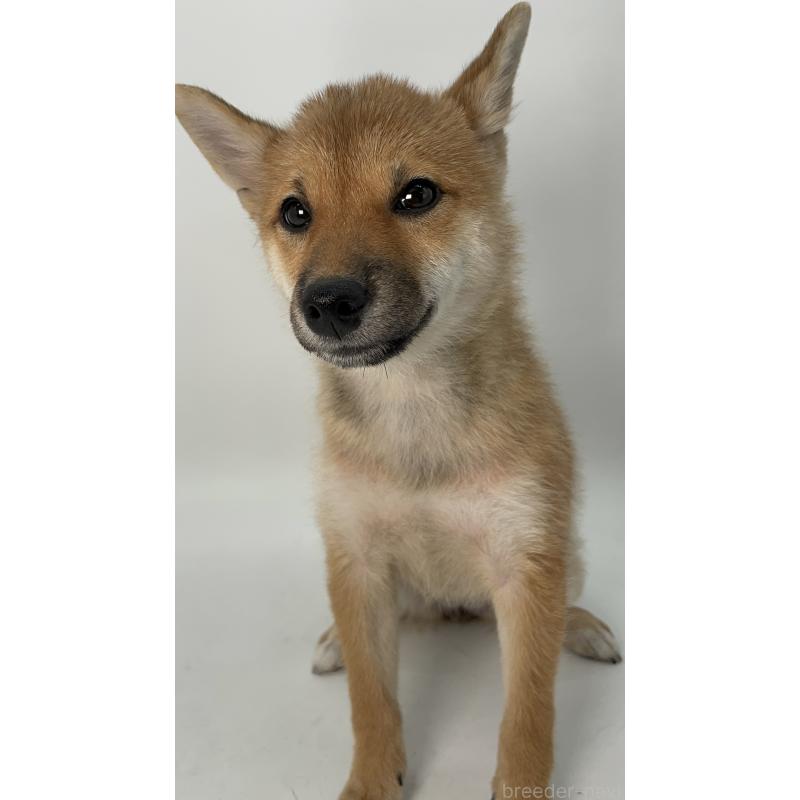 商談中の千葉県の柴犬-391790の5枚目