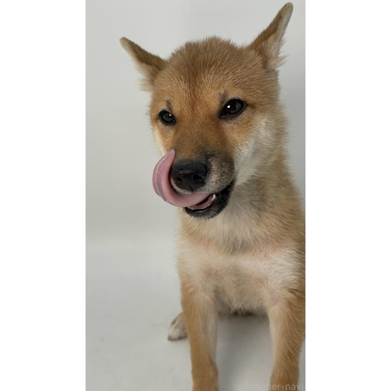 商談中の千葉県の柴犬-391790の4枚目