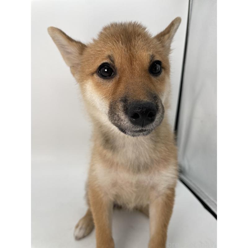 商談中の千葉県の柴犬-391790の3枚目