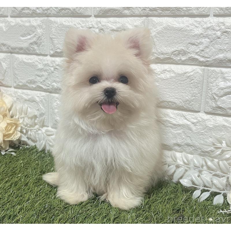 販売中の福岡県のポメマル:ポメラニアン×マルチーズ-405686の1枚目