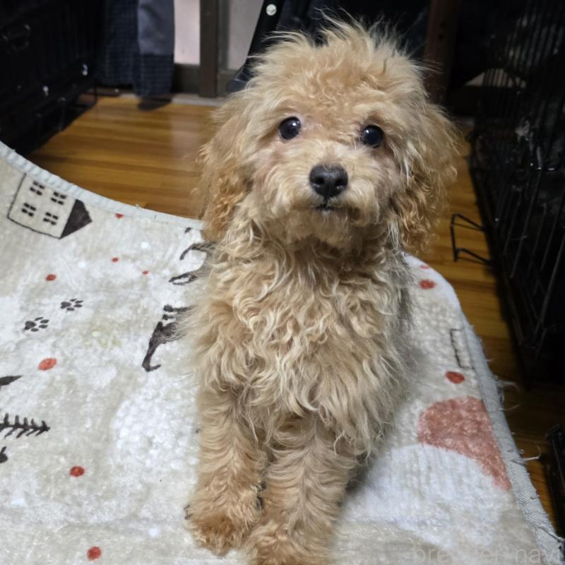 成約済の岡山県のトイプードル-374261の5枚目