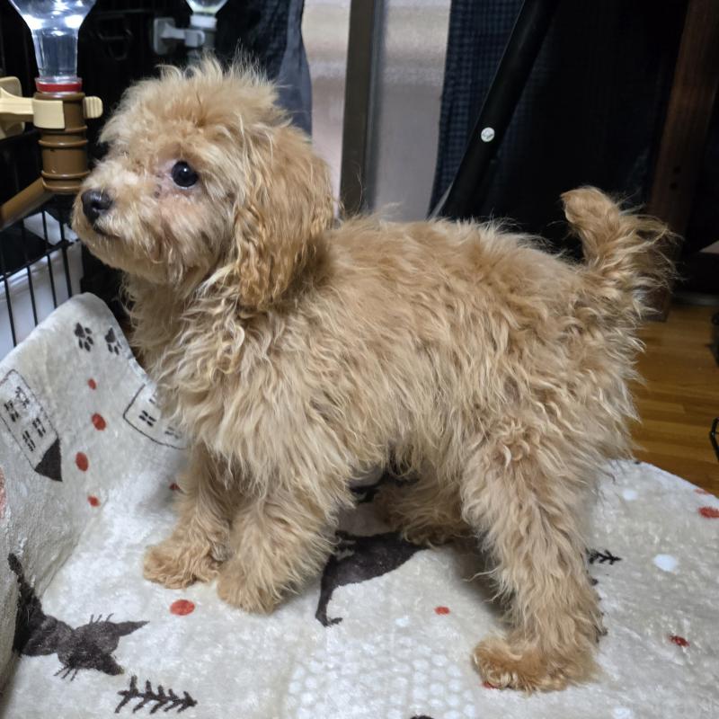 成約済の岡山県のトイプードル-374261の4枚目