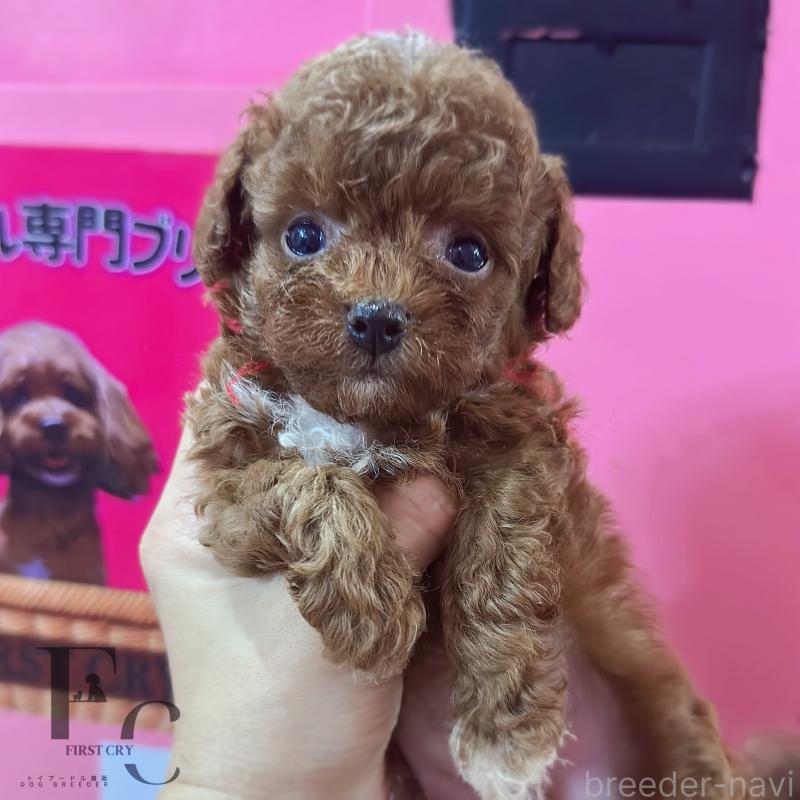 販売中の栃木県のティーカッププードル-405541の1枚目