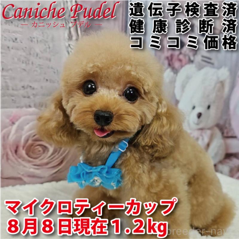 販売中の岐阜県のティーカッププードル-389304