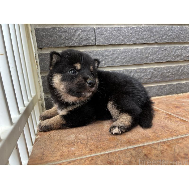 販売中の沖縄県の柴犬-405720の11枚目