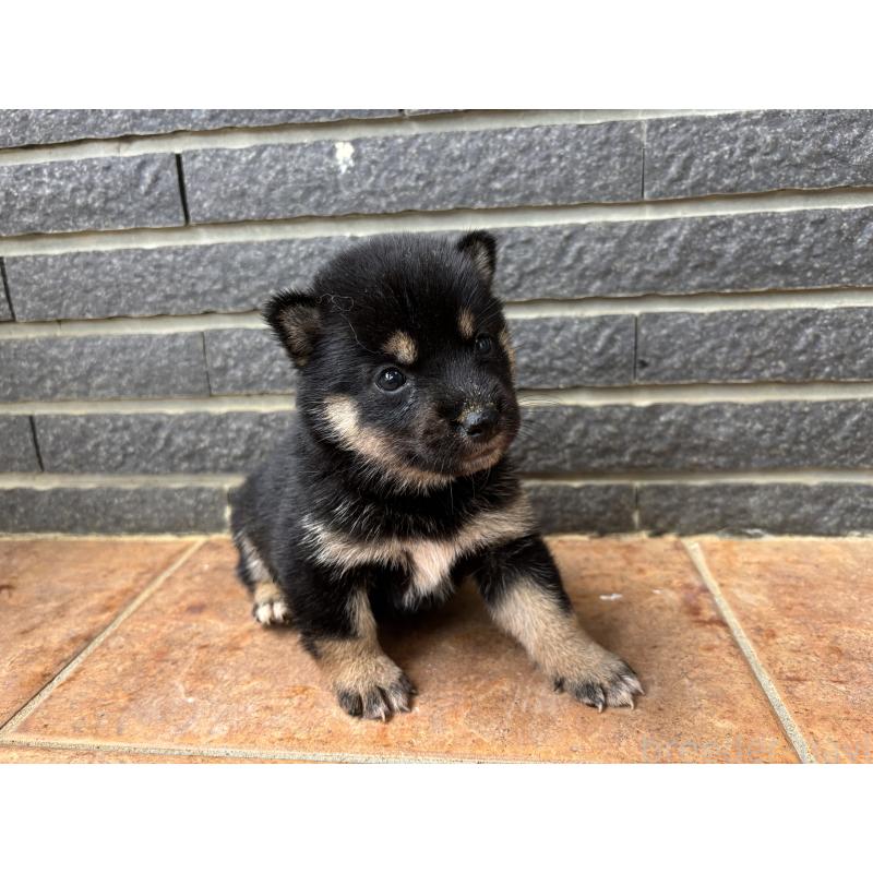 販売中の沖縄県の柴犬-405720の10枚目