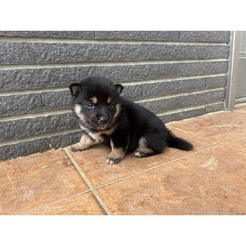販売中の沖縄県の柴犬-405720の8枚目