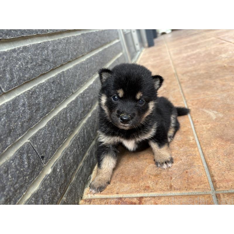 販売中の沖縄県の柴犬-405720の7枚目