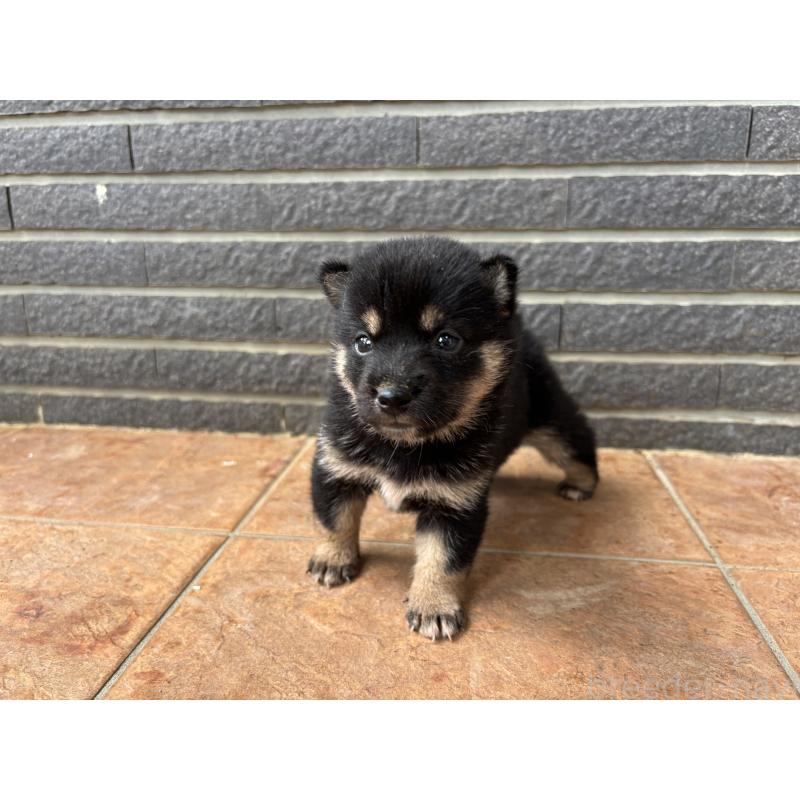 販売中の沖縄県の柴犬-405720の6枚目