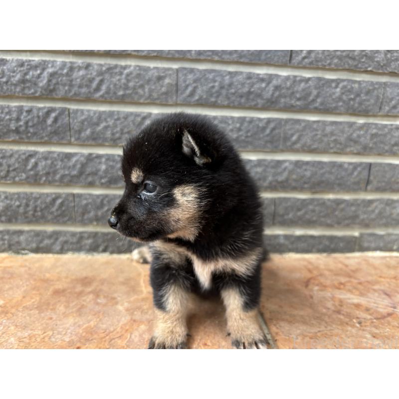 販売中の沖縄県の柴犬-405720の5枚目
