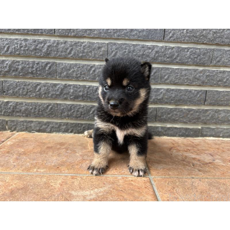 販売中の沖縄県の柴犬-405720の3枚目