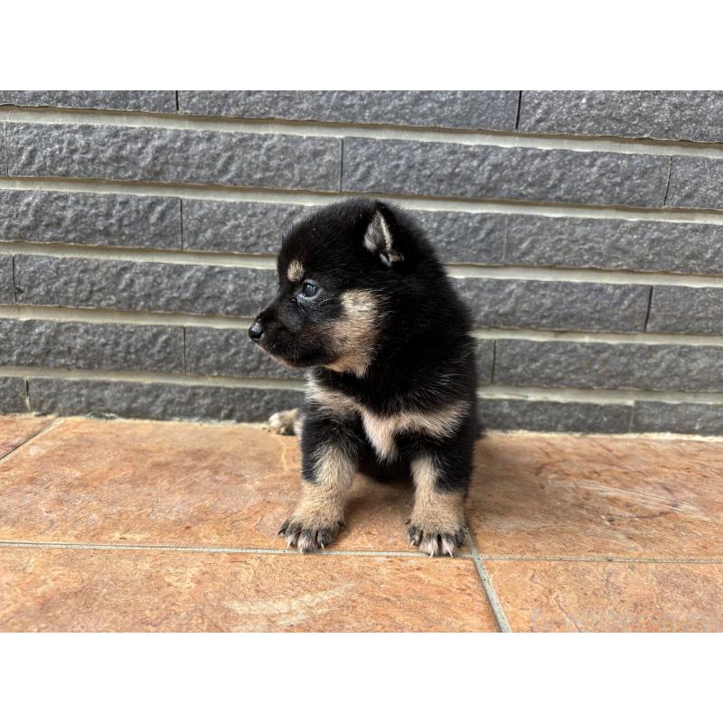 販売中の沖縄県の柴犬-405720の2枚目