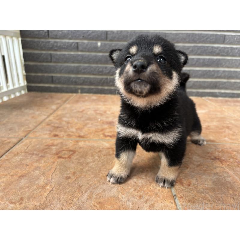 商談中の沖縄県の柴犬-405721の9枚目