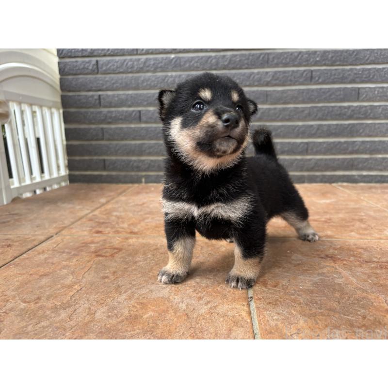商談中の沖縄県の柴犬-405721の8枚目