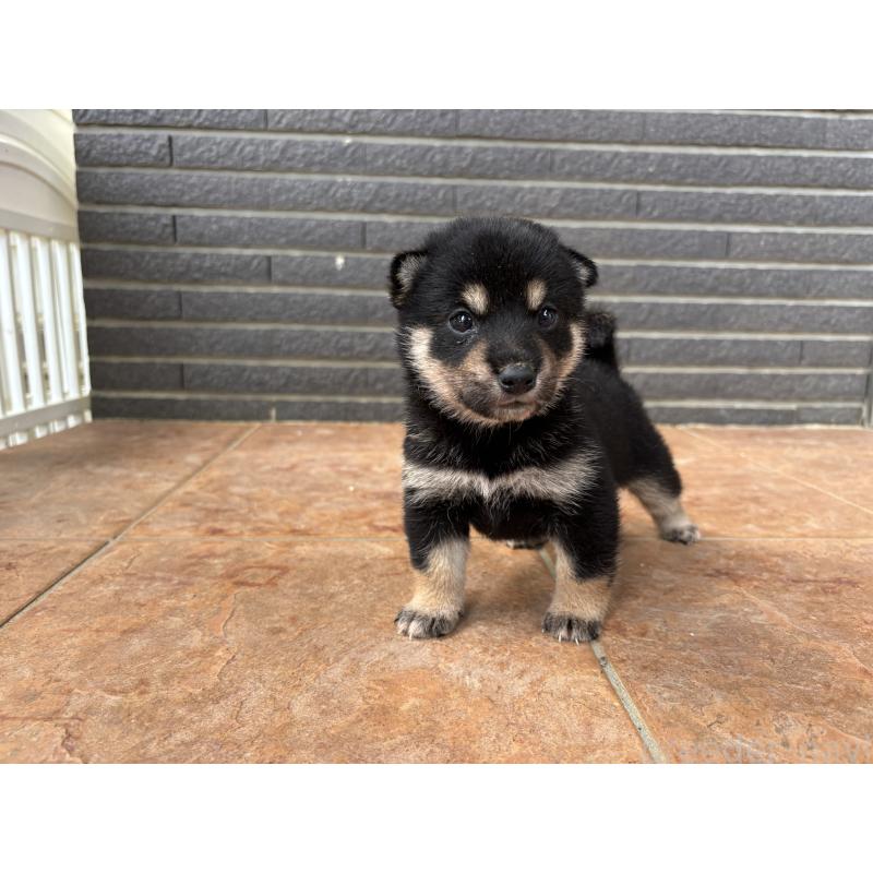商談中の沖縄県の柴犬-405721の5枚目