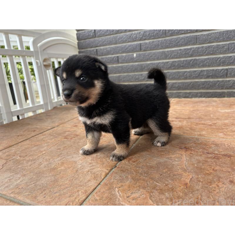 商談中の沖縄県の柴犬-405721の4枚目