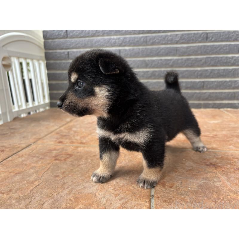 商談中の沖縄県の柴犬-405721の3枚目