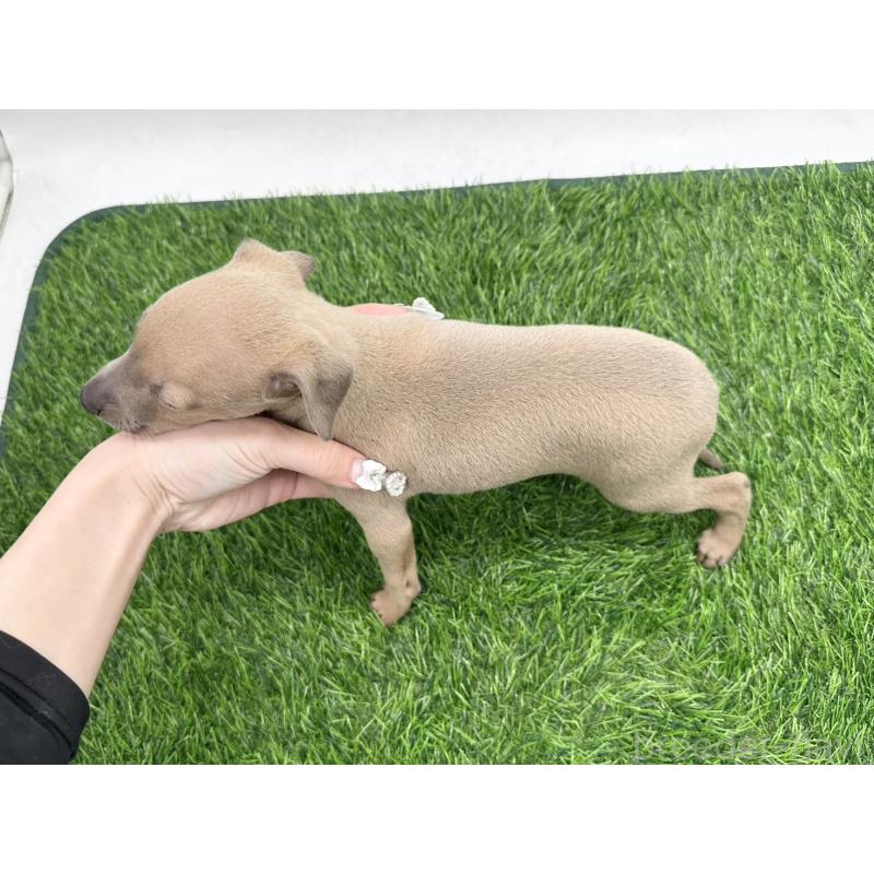 販売中の愛知県のイタリアングレーハウンド(イタグレ)-405730の5枚目