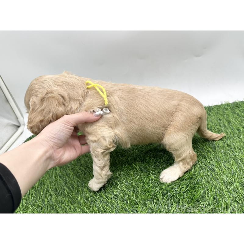 販売中の愛知県のアメリカンコッカースパニエル-405735の3枚目