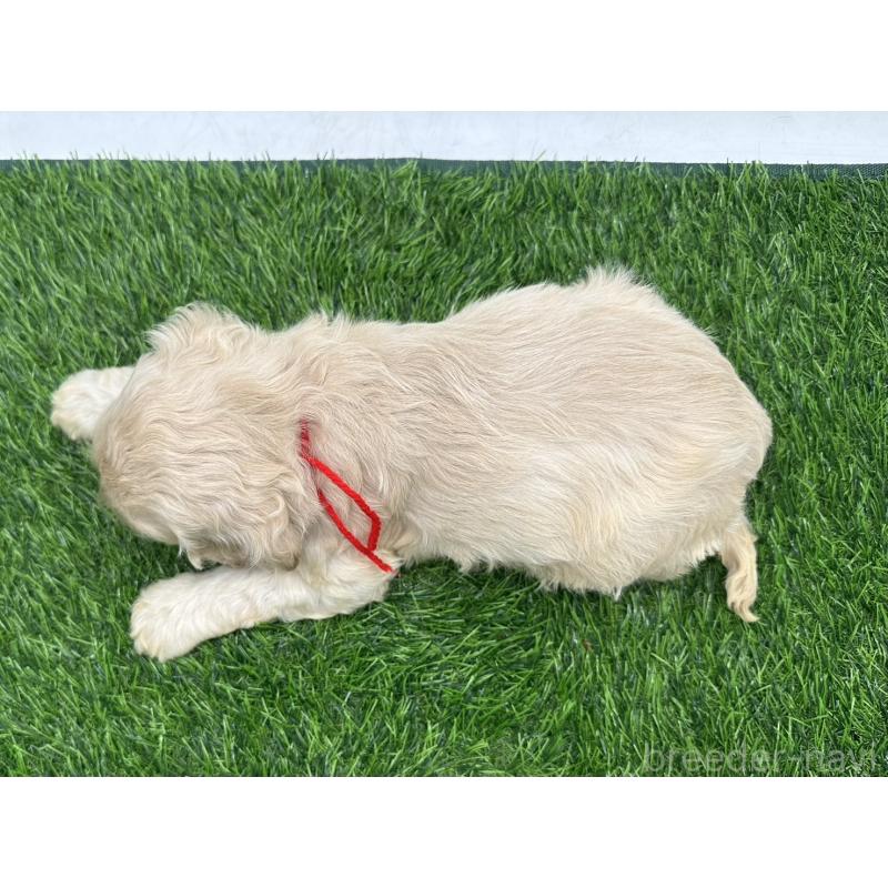 販売中の愛知県のアメリカンコッカースパニエル-405736の4枚目